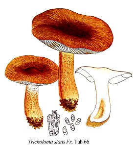Tricholoma stans-Icon-Mycol.-Tab-66. Free illustration for personal and commercial use.