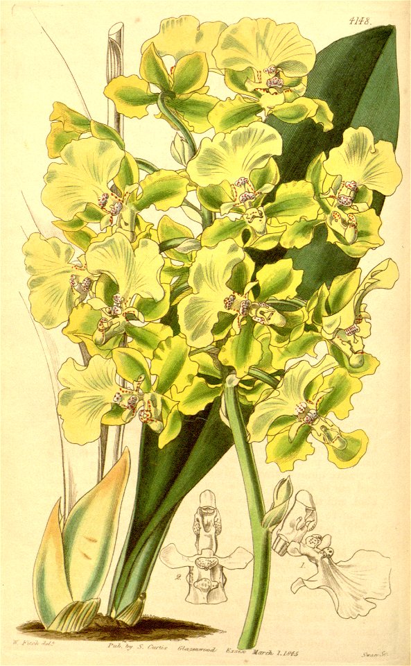 Trichocentrum bicallosum (as Oncidium bicallosum) - Curtis' 71 (Ser. 3 no. 1) pl. 4148 (1845)