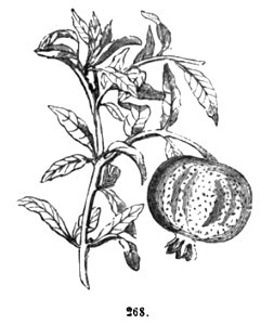 Trattato completo di agricoltura II fig077