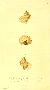 Trichotropis bicarinata 1831