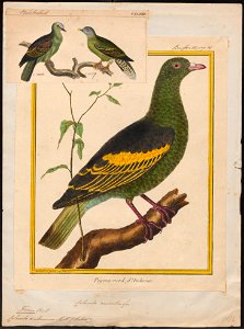 Treron amboinensis - 1700-1880 - Print - Iconographia Zoologica - Special Collections University of Amsterdam - UBA01 IZ15600327