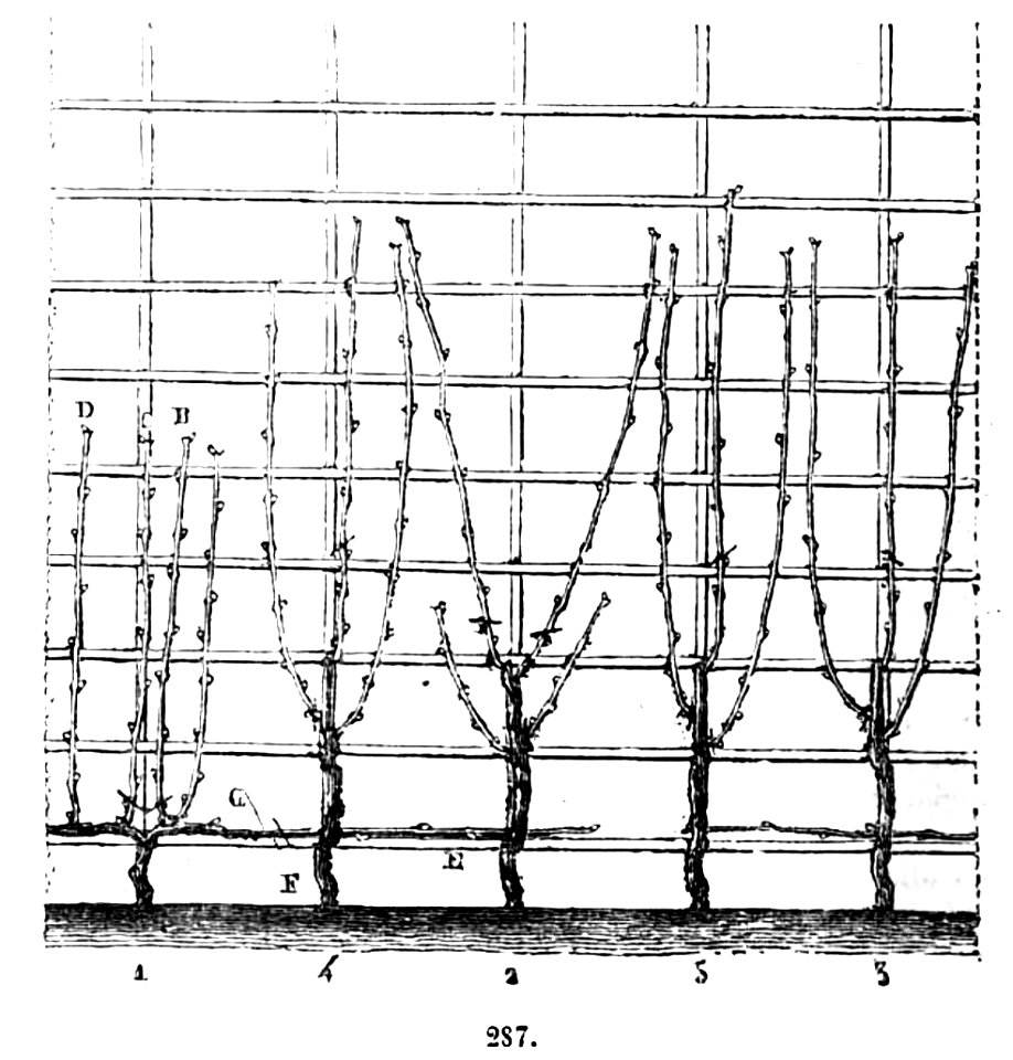 Trattato completo di agricoltura II fig092