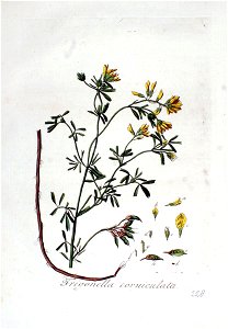 Trigonella corniculata—Flora Batava. Volume 3 (1814)