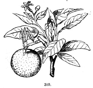 Trattato completo di agricoltura II fig110