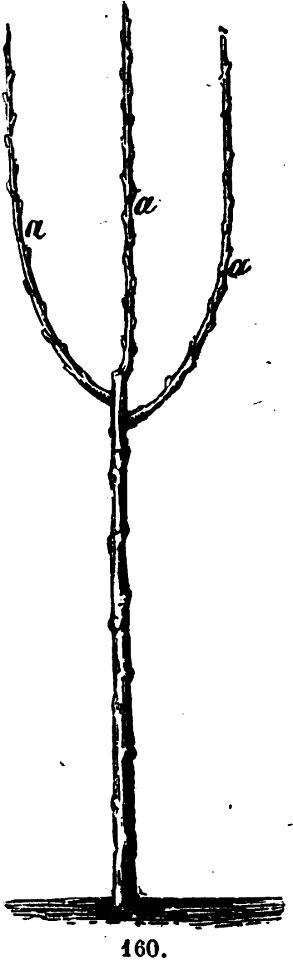 Trattato completo di agricoltura I fig124