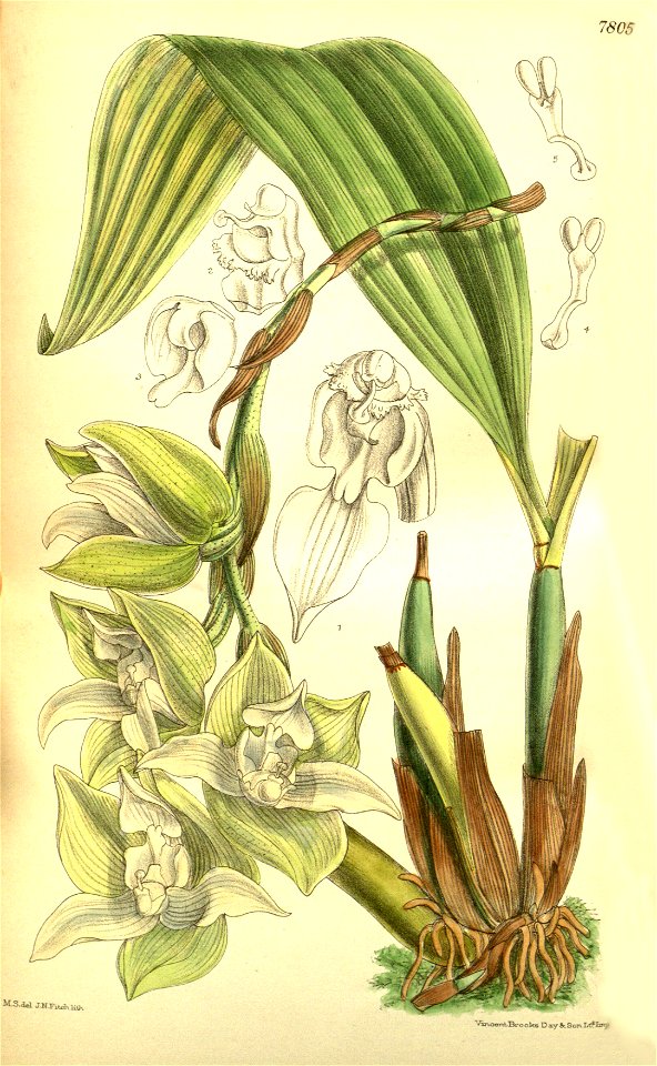 Trevoria chloris