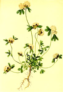 Trifolium saxatile Atlas Alpenflora. Free illustration for personal and commercial use.