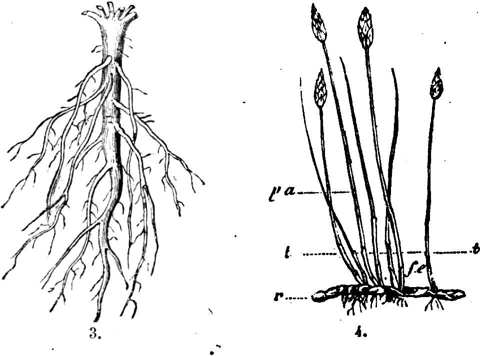 Trattato completo di agricoltura I fig004
