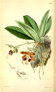 Trichocentrum albococcineum (as Trichocentrum albopurpureum, spelled Trichocentrum albo-purpureum) - Curtis' 94 (Ser. 3 no. 24) pl. 5688 (1868)