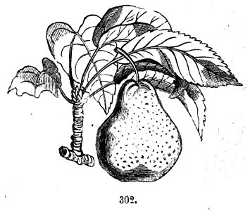Trattato completo di agricoltura II fig104