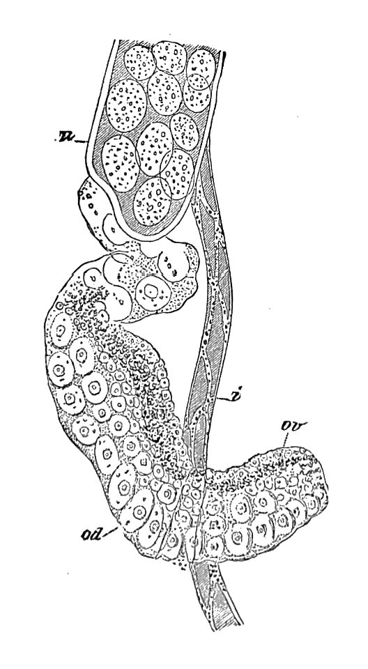 Trichinella spiralis (41)