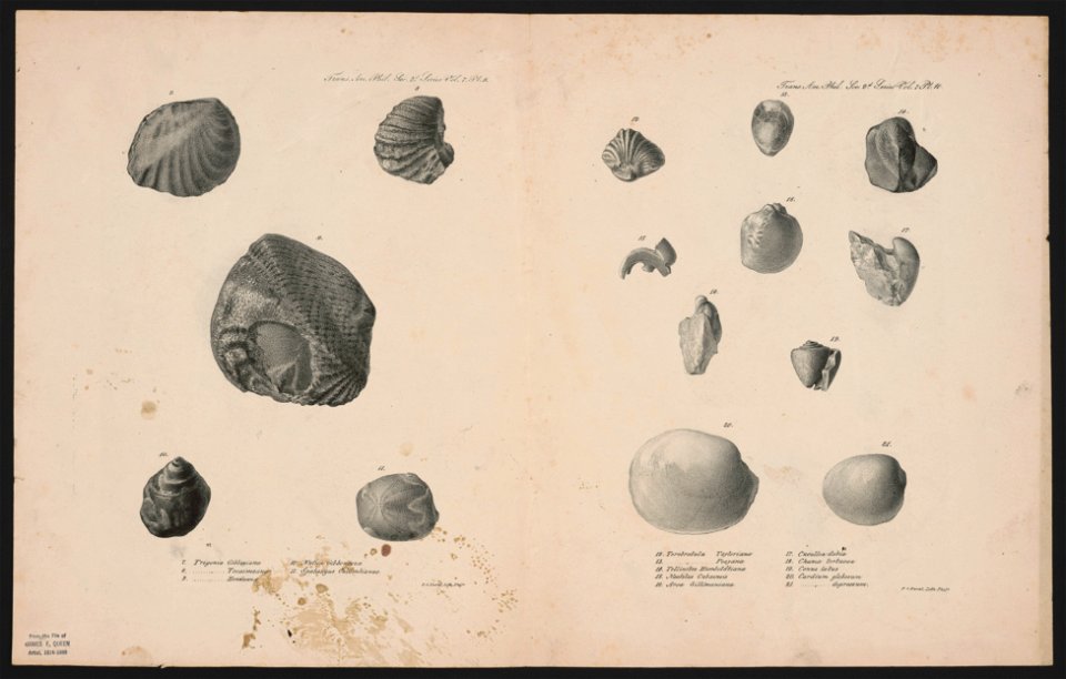 Trigonia Gibboniana Terebratula Tayloriana - - P.S. Duval Lith. Phila. LCCN2014649366
