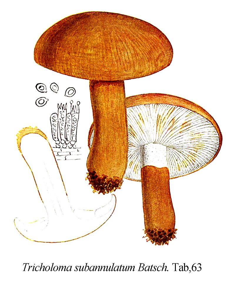 Tricholoma subannulatum-Icon-Mycol.-Tab-63