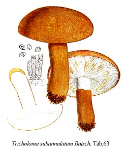 Tricholoma subannulatum-Icon-Mycol.-Tab-63