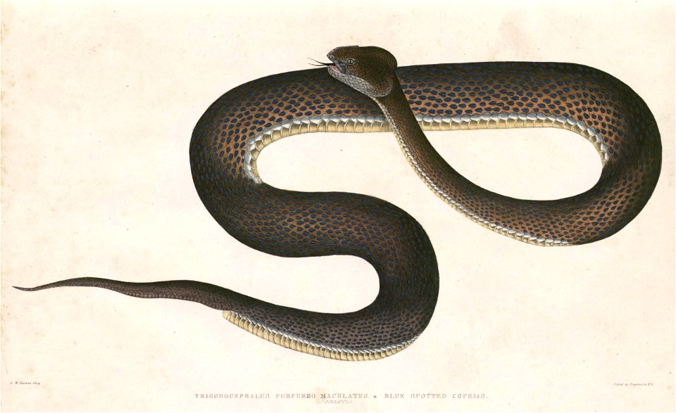 Trimeresurus purpureomaculatus Hardwicke