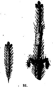 Trattato completo di agricoltura I fig061