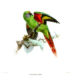 TrichoglossusArfakiKeulemans