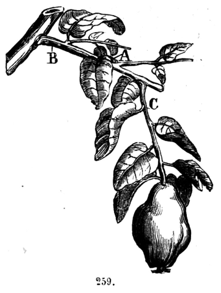 Trattato completo di agricoltura II fig070