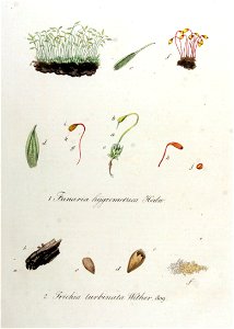 Trichia turbinata — Flora Batava — Volume v11. Free illustration for personal and commercial use.