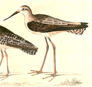 Tringa stagnatilis Hardwicke