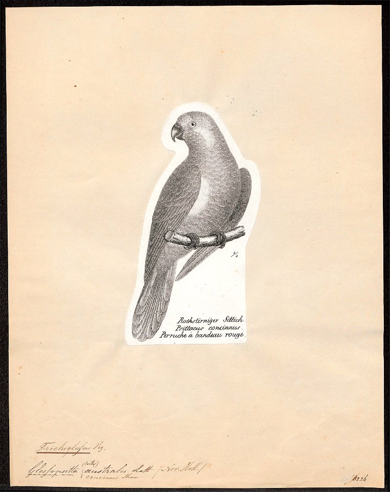 Trichoglossus concinnus - 1809-1845 - Print - Iconographia Zoologica - Special Collections University of Amsterdam - UBA01 IZ18500233