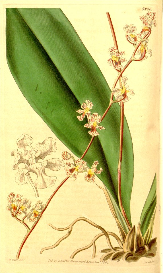 Trichocentrum carthagenense (as Oncidium huntianum) - Curtis' 67 (N.S. 14) pl. 3806 (1841)