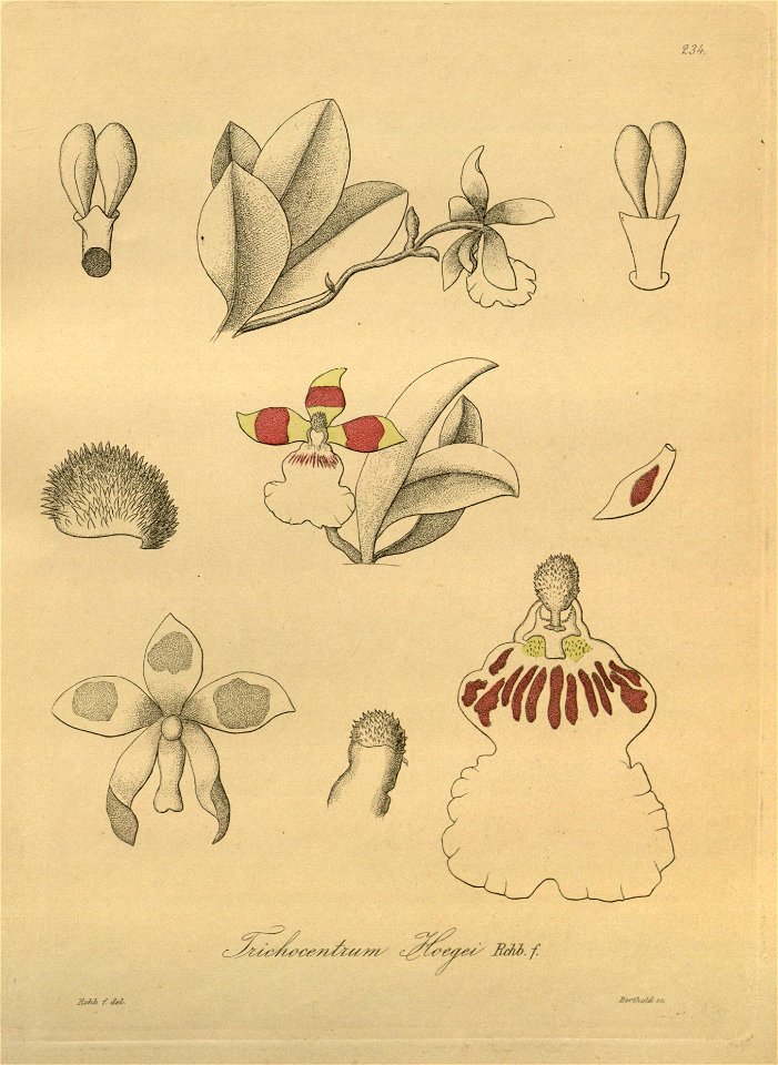 Trichocentrum hoegei - Xenia 3 pl 234