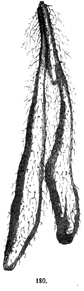 Trattato completo di agricoltura II fig002