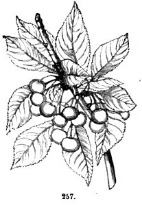 Trattato completo di agricoltura II fig067