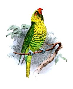 TrichoglossusFlavoviridisWolf