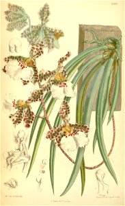 Trichocentrum jonesianum (as Oncidium jonesianum) - Curtis' 114 (Ser. 3 no. 44) pl. 6982 (1888)