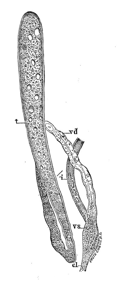 Trichinella spiralis (44)