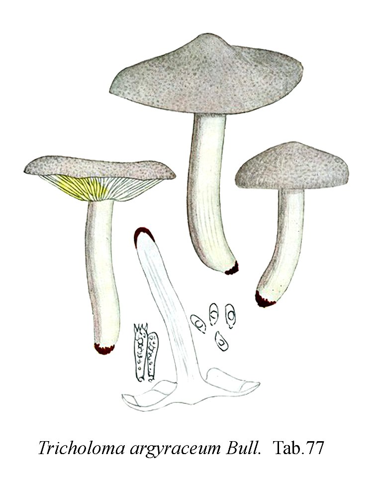 Tricholoma argyraceum-Icon-Mycol.-Tab-77