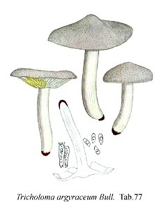 Tricholoma argyraceum-Icon-Mycol.-Tab-77