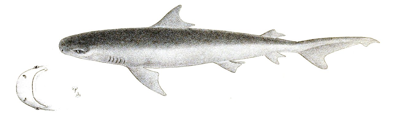 Triaenodon obtusus Day 189