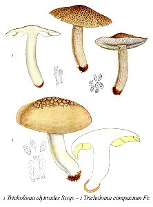 Tricholoma elytroides+compactus-Icon-Mycol.-Tab-84. Free illustration for personal and commercial use.