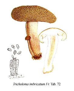 Tricholoma imbricatum-Icon-Mycol.-Tab-72. Free illustration for personal and commercial use.