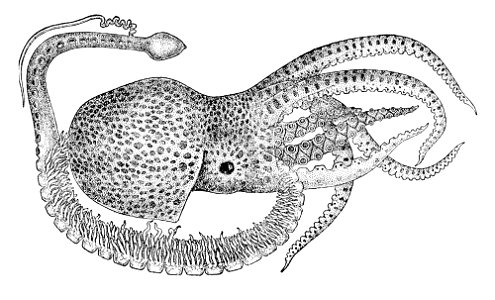 Tremoctopus violaceus5 (rotated)