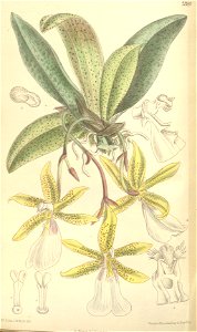 Trichocentrum tigrinum - Curtis' 120 (Ser. 3 no. 50) pl 7380 (1894)