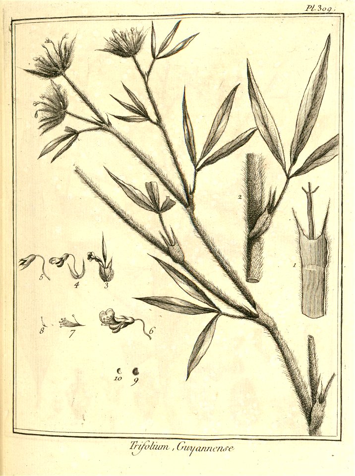 Trifolium guianense Aublet 1775 pl 309