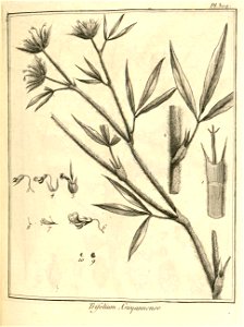 Trifolium guianense Aublet 1775 pl 309