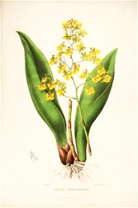 Trichocentrum cavendishianum (as Oncidium cavendishianum)-Bateman Orch. Mex. Guat. pl. 3 (1842)