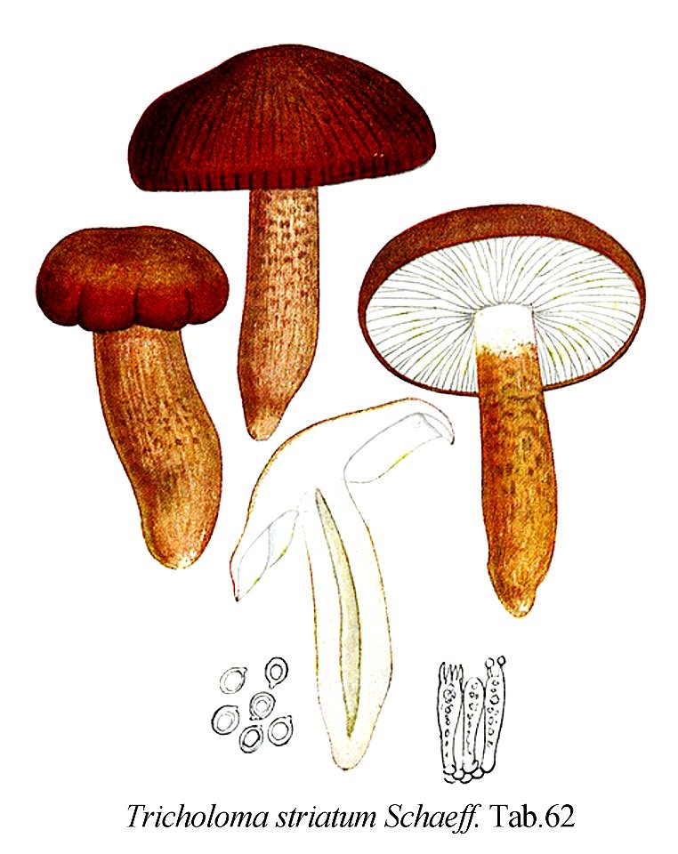 Tricholoma striatum -Icon-Mycol.-Tab-62