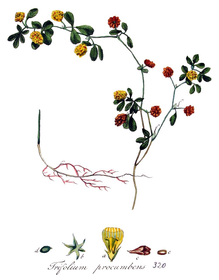 Trifolium procumbens — Flora Batava — Volume v4