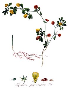 Trifolium procumbens — Flora Batava — Volume v4. Free illustration for personal and commercial use.