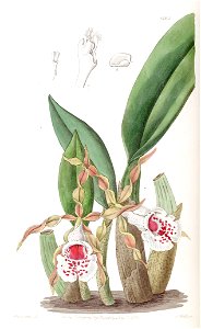 Trichopilia tortilis - Edwards vol 22 pl 1863 (1836)