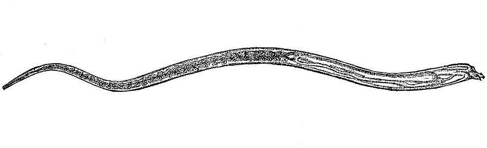 Trichinella male