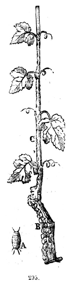 Trattato completo di agricoltura II fig099