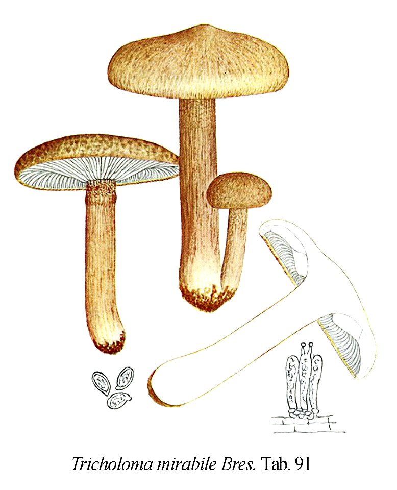 Tricholoma mirabile-Icon-Mycol.-Tab-91. Free illustration for personal and commercial use.