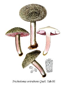 Tricholoma orirubens-Icon-Mycol.-Tab-81. Free illustration for personal and commercial use.